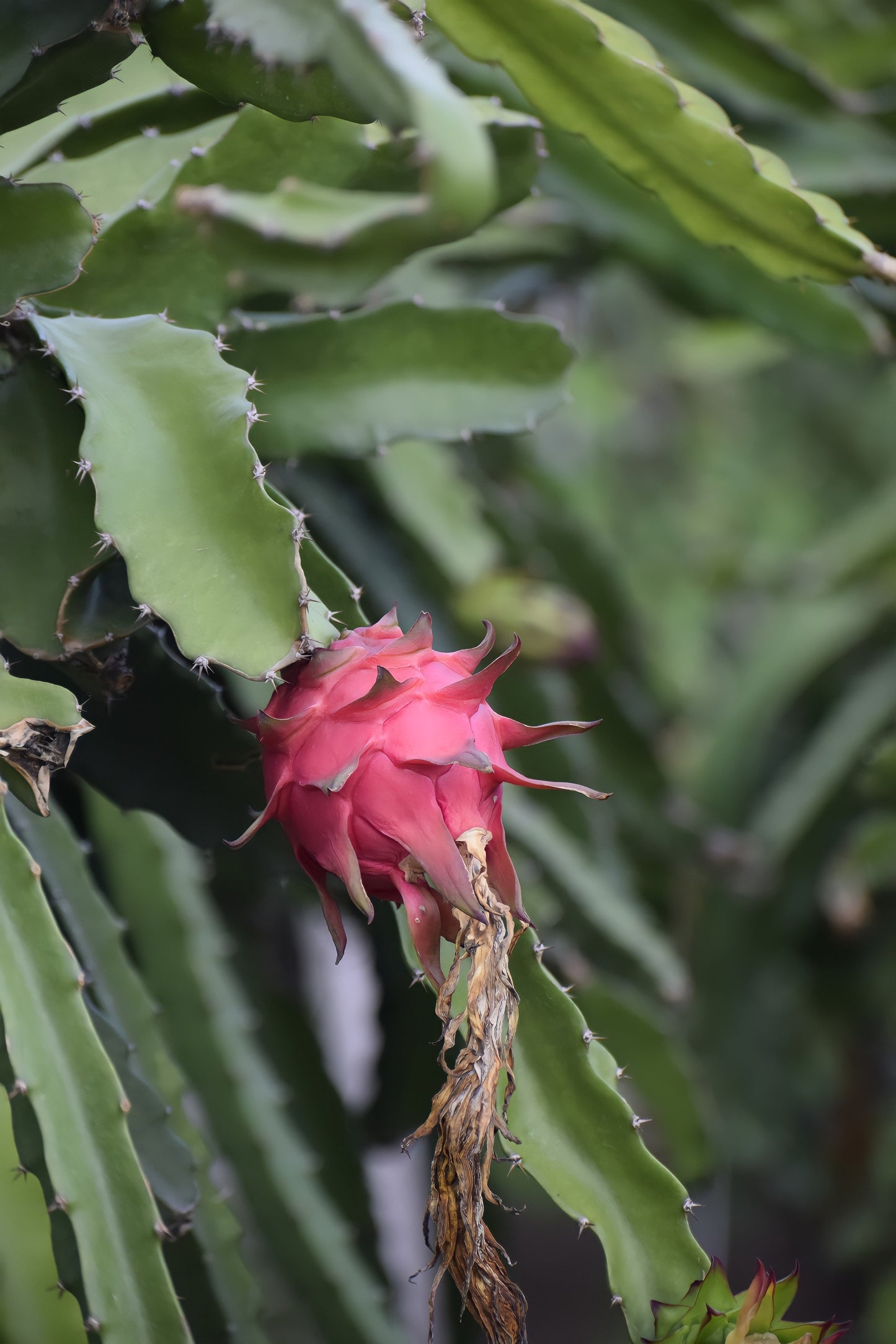 Freeze Dried Dragon Fruit Slices
