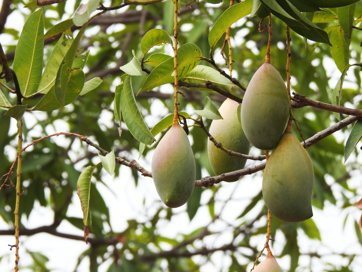 Freeze Dried Mango