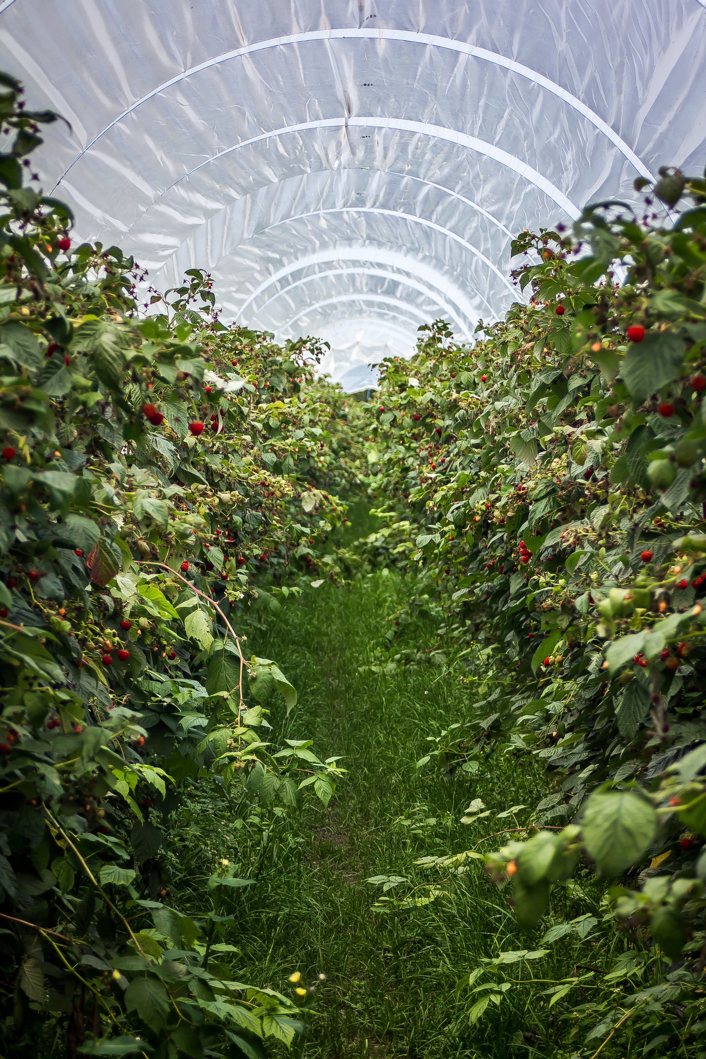 Freeze Dried Raspberries