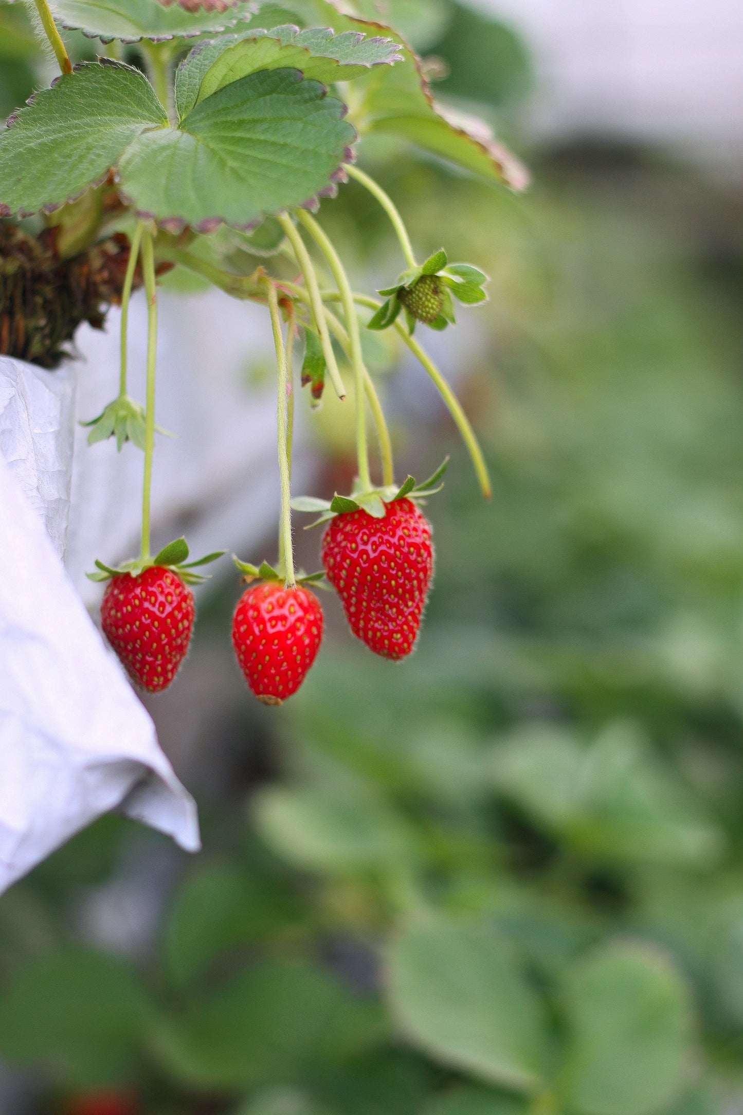 Freeze Dried Strawberries