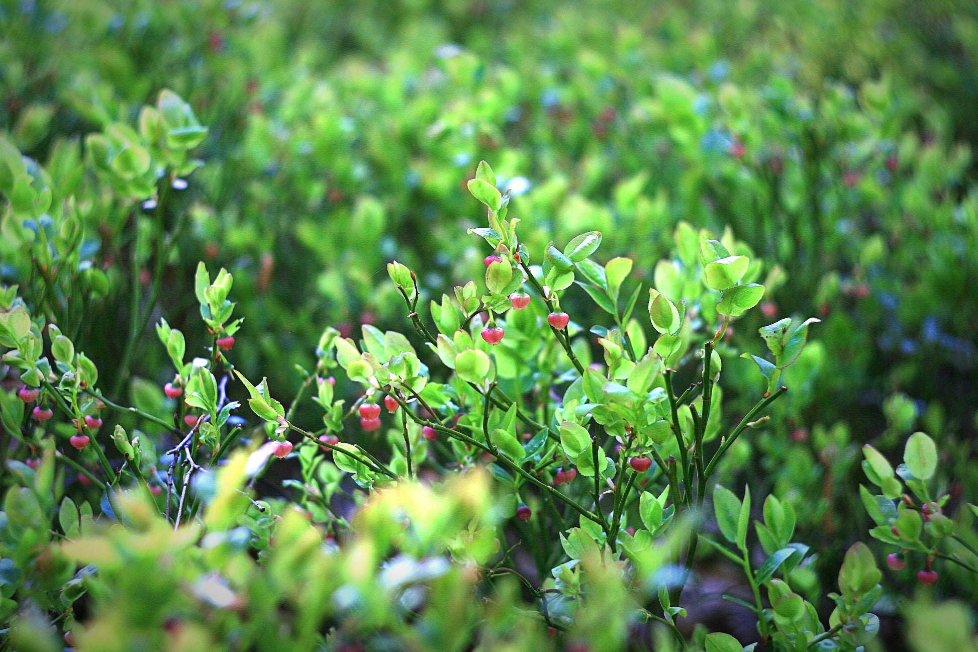 Photo by Adam Sondel: https://www.pexels.com/photo/bed-of-green-leaf-plant-1020524/